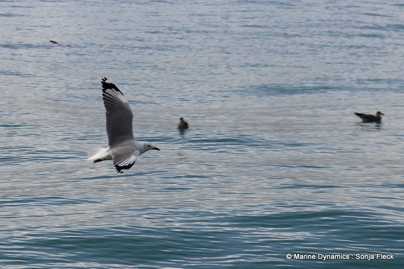 Shark Cage Diving, South Africa, Grey headed gull